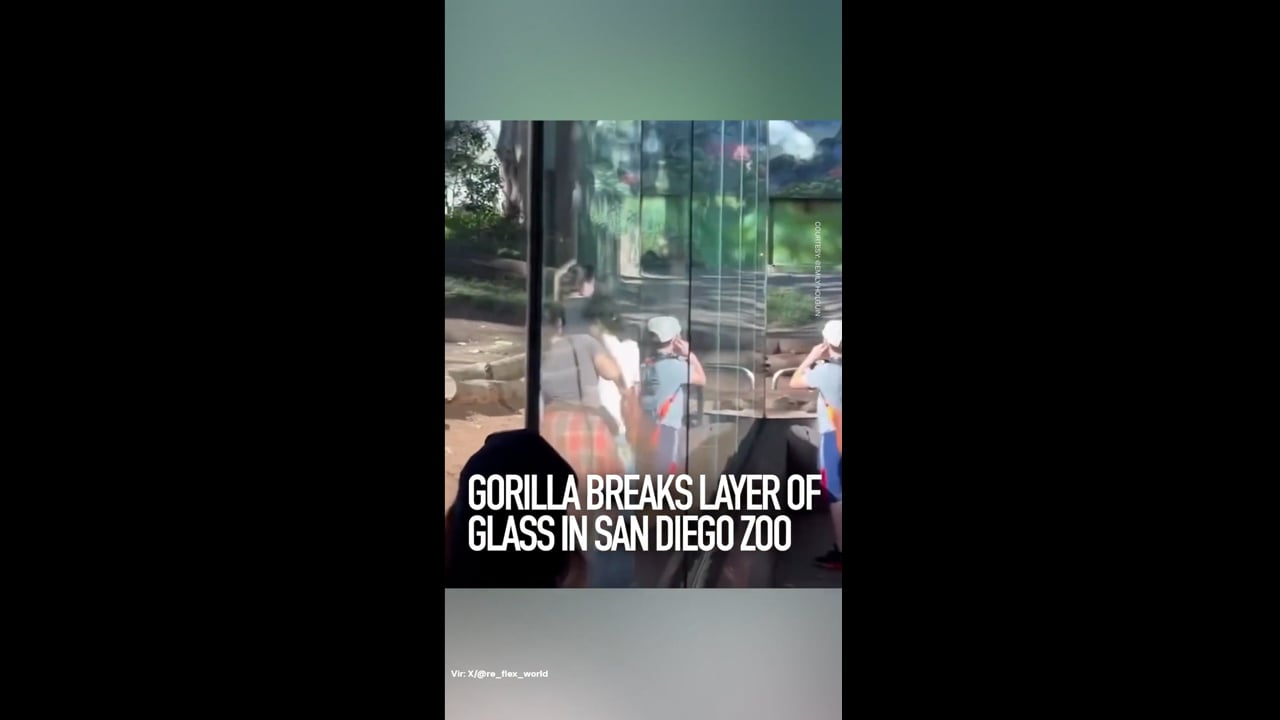 Strah in trepet v ZOO: ljudje so začeli kričati in bežati