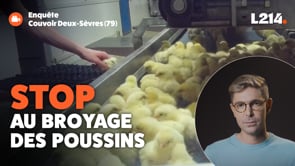 Broyage des poussins : une pratique effroyable qui perdure