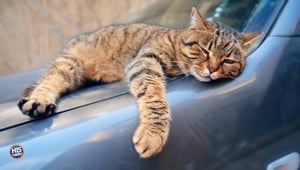 They Left with their Cat On Top of their Car