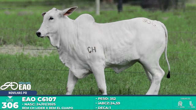 Lote 306