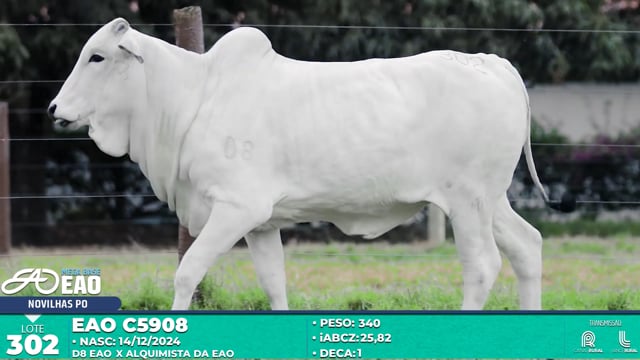 Lote 302