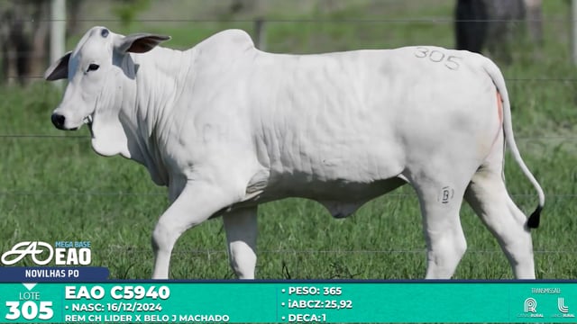 Lote 305