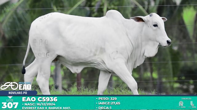 Lote 307