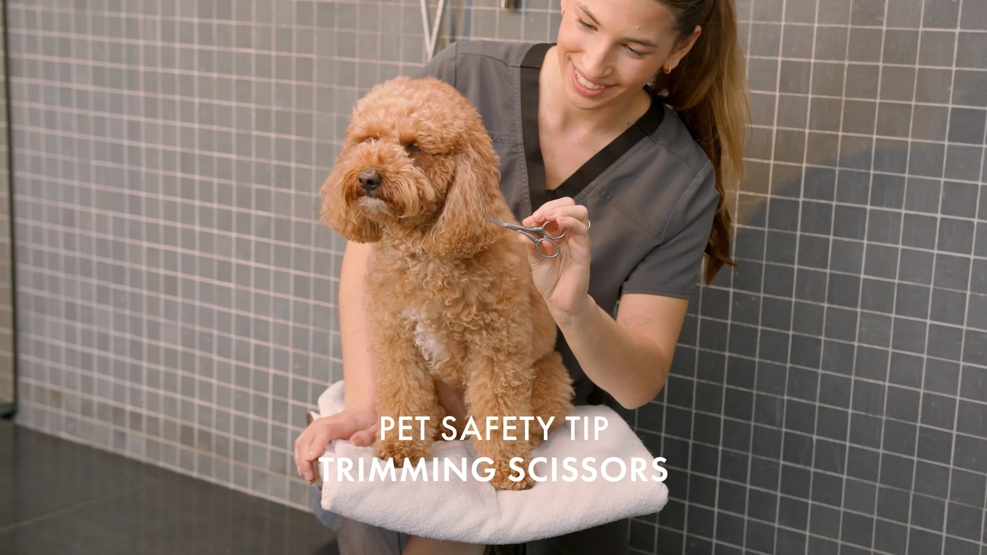 Pet Safety Tip Trimming Scissors – Tweezerman