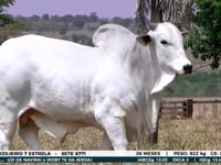 Lote 06