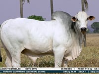 Lote 07