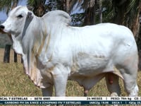 Lote 20