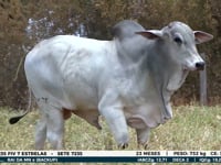 Lote 28