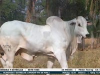 Lote 31