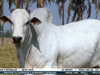 Lote 34
