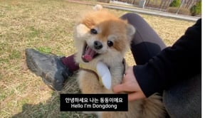 Speaking Korean with the Happiest Dog In the World