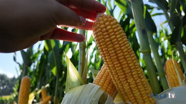 Vídeo resumen de la jornada de campo