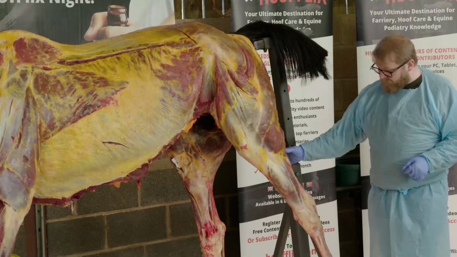 Teaser – Whole Horse Dissection Series 2 – Functional Anatomy. Ep 5 – The Fore & Hind Limb Muscular Groups – Hoofflix