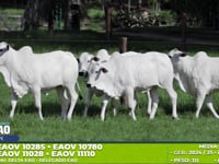 Lote 239