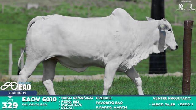 Lote 329