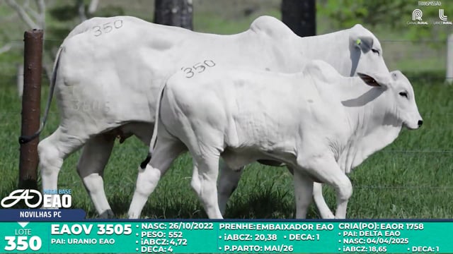 Lote 350