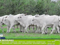 Lote 253
