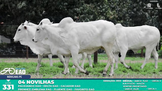 Lote 331