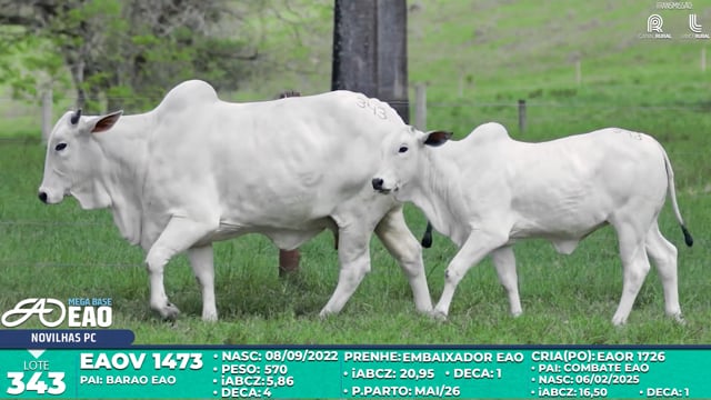 Lote 343