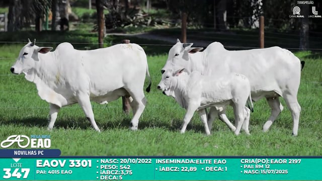 Lote 347
