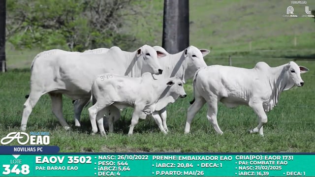 Lote 348
