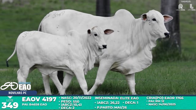 Lote 349