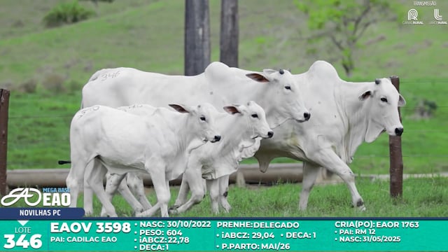 Lote 346