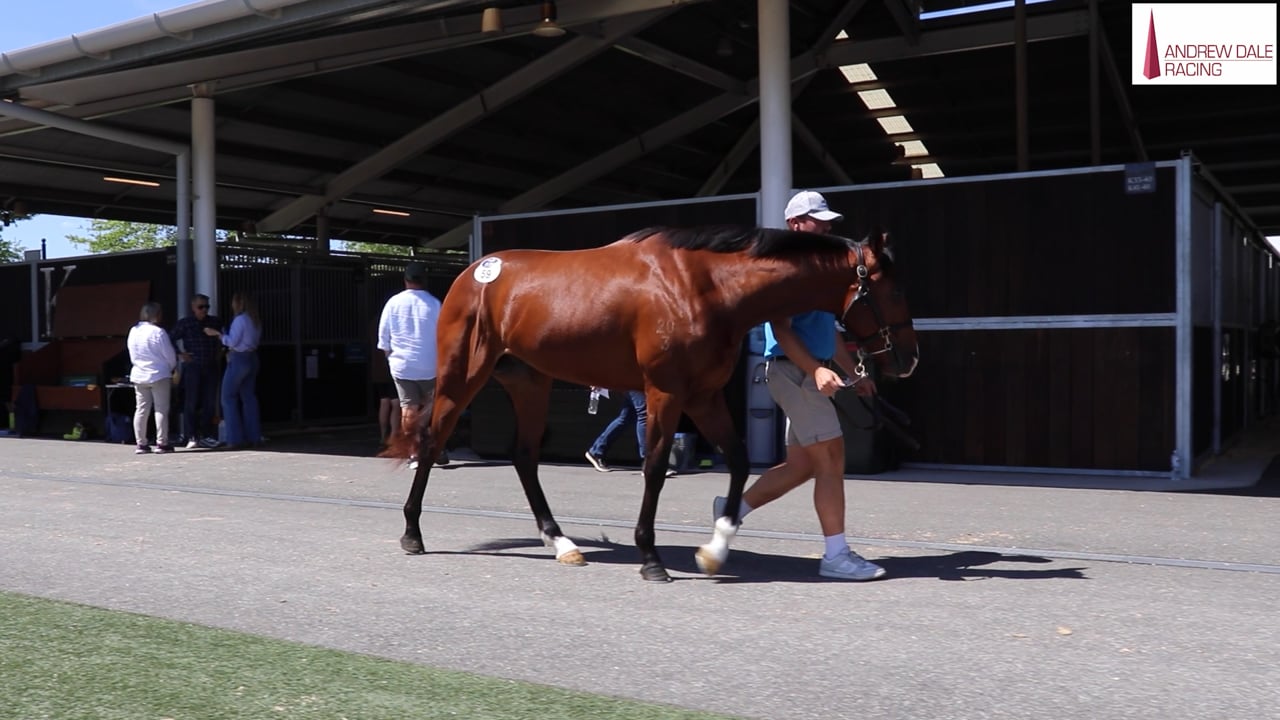 Prague x Love Aloft Colt