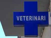 Els veterinaris fan una 'crida a la calma' davant dels 'rumors' d'augment de casos de leptospirosi canina