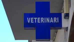 Els veterinaris fan una 'crida a la calma' davant dels 'rumors' d'augment de casos de leptospirosi canina