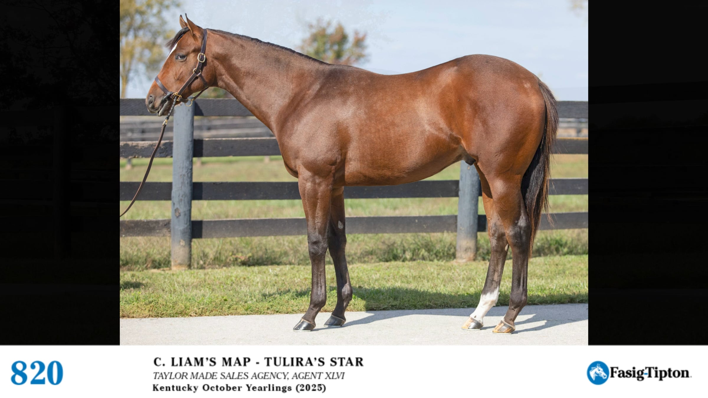 FTKOCT25 Hip 820 Liam's Map - Tulira's Star 24