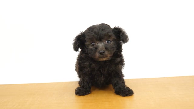 トイ・プードル シルバー 男の子 目黒店 2025101540901 ｜ペット