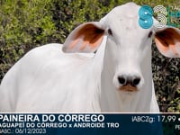 Lote 18
