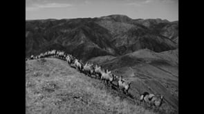 Whose Voice Is This? (Dana Iskakova, 2025)