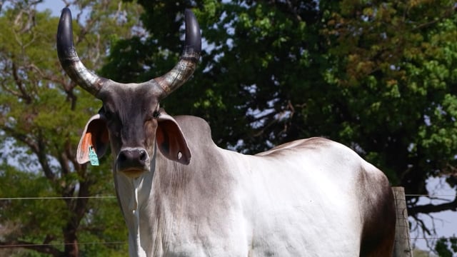 Lote 03
