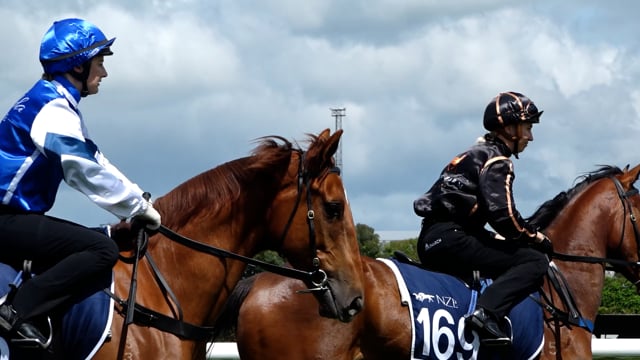 NZB Ready to Run Sale | Leith Innes