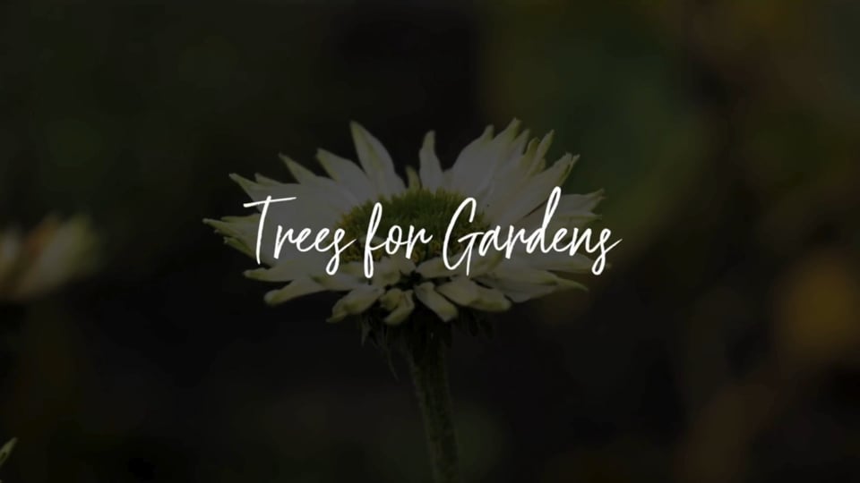 Growing Beauty That Lasts: The Benefits of Trees in Your Garden