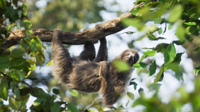 Sloth - Original / Windy