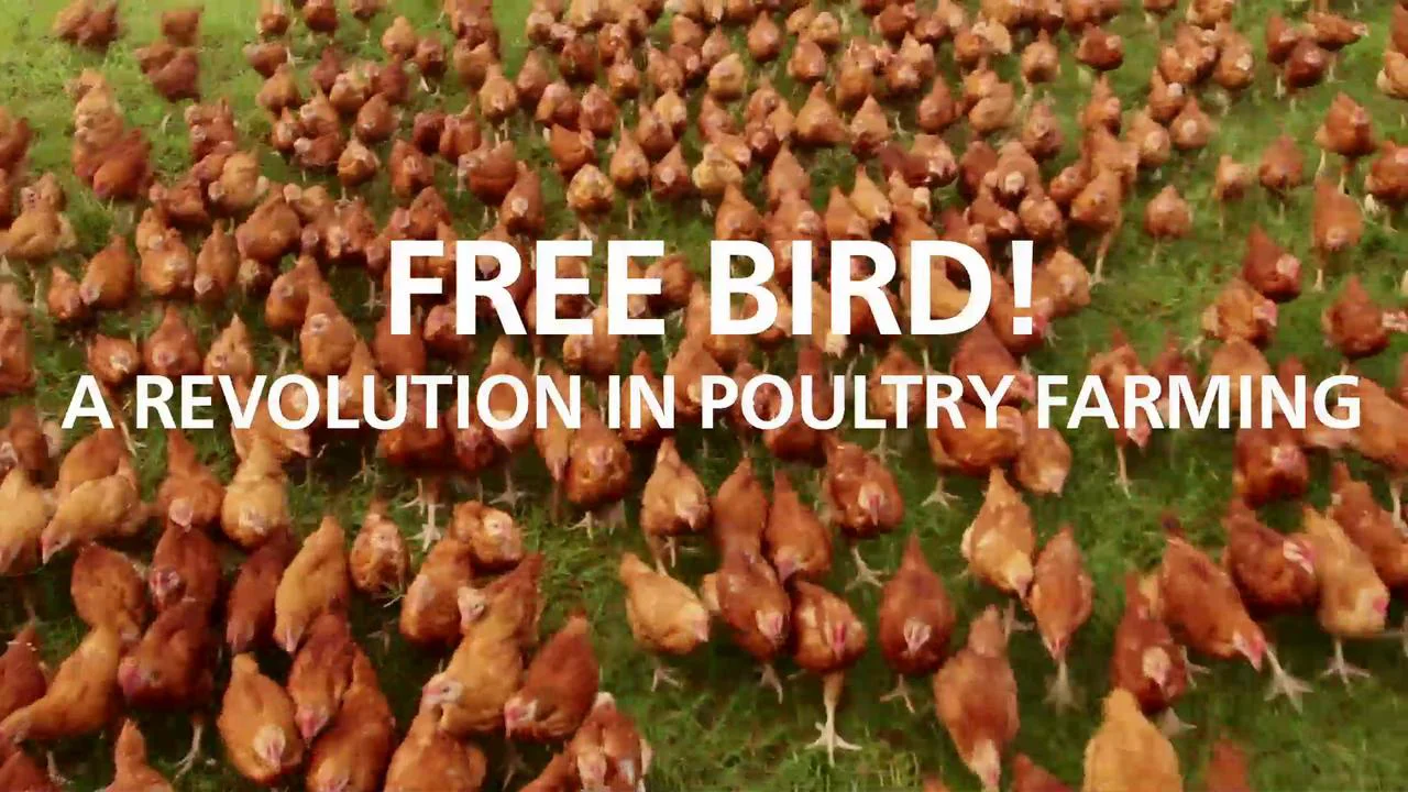 Free Bird on Vimeo