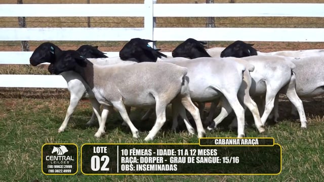 Lote 02