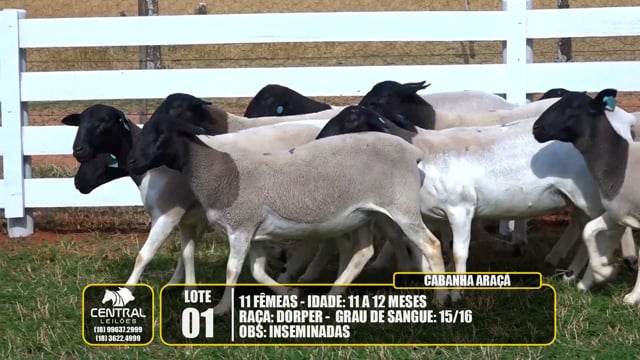 Lote 01