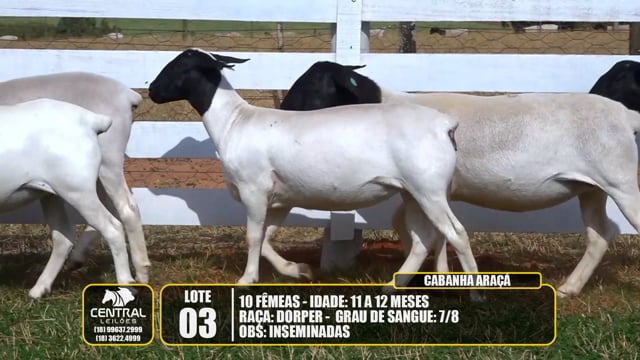 Lote 03