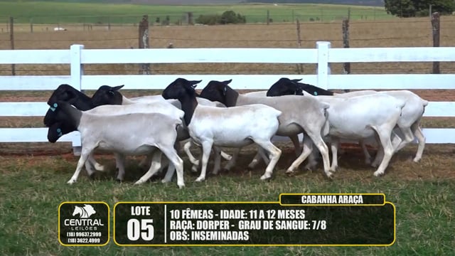 Lote 05