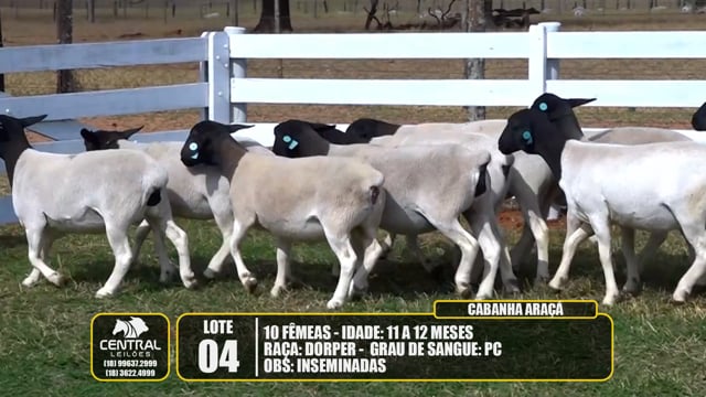 Lote 04