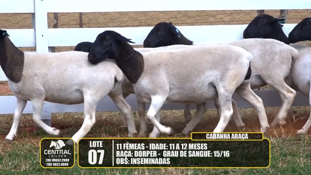 Lote 07