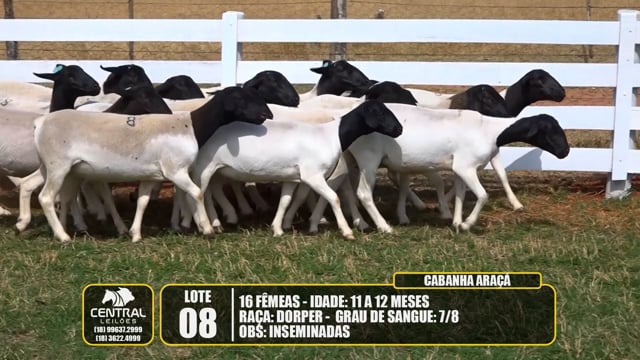 Lote 08