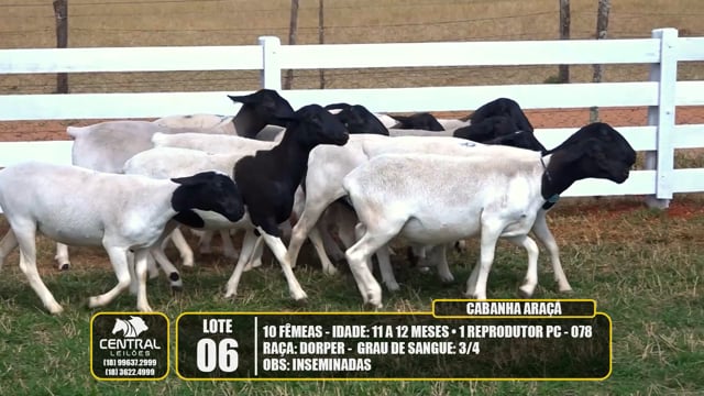 Lote 06