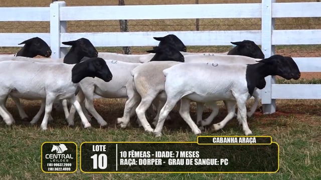 Lote 10