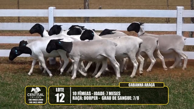 Lote 12