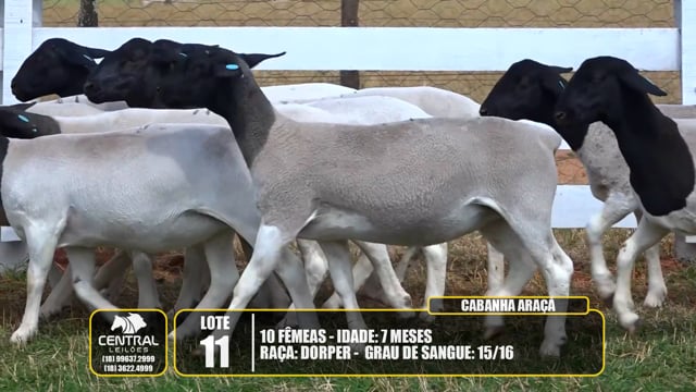 Lote 11
